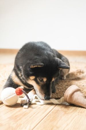 HARNAIS POUR PETIT CHIEN｜Puppy – Le chien choyer