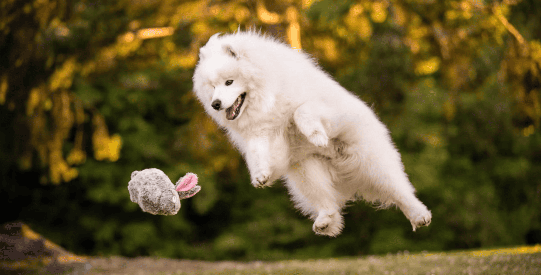 Bannière mars inooko - offre de pâques pour chien et chat