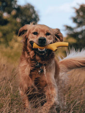       Beco-pets-jouet-a-baton-Super-Stick-resistant-jaune