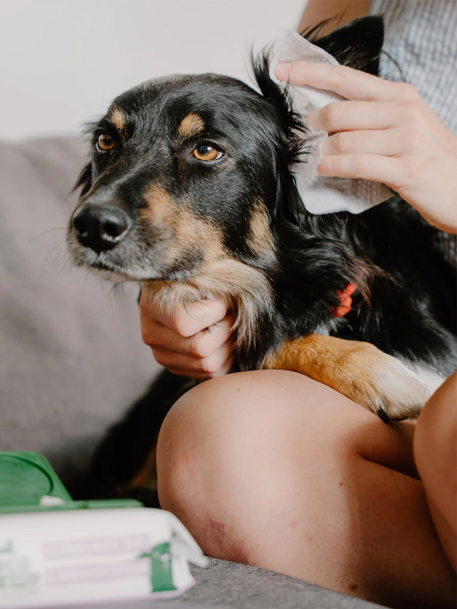 Becopets-lingettes-oreilles-pour-chien-sensible-ecologique