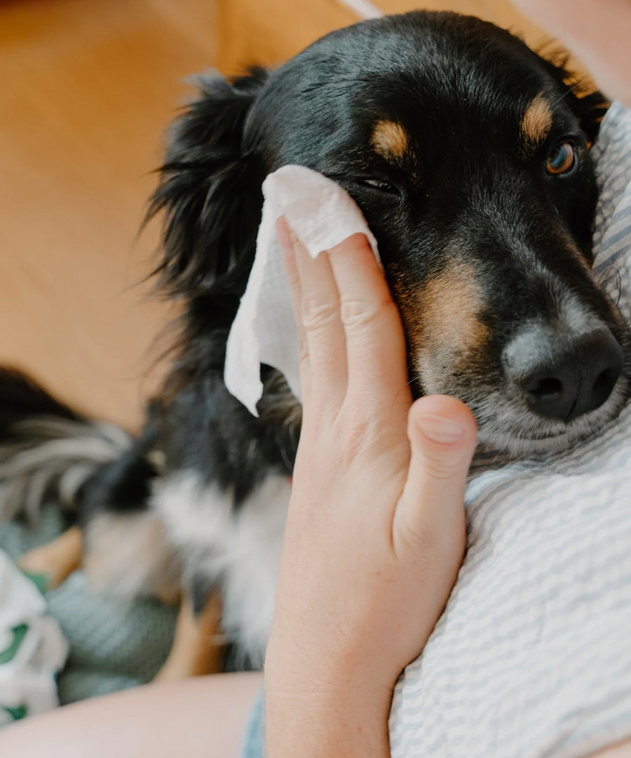 Becopets-lingettes-yeux-pour-chien-sensible-ecologique