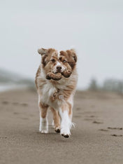     Benebone-jouet-a-macher-pour-chien-beef-tripe