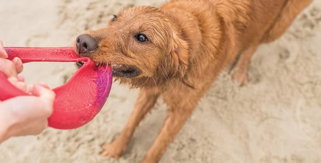 LZCXDS Jouets pour animaux de compagnie, balle frisbee, jouet pour chien,  frisbee jouet pour animaux de