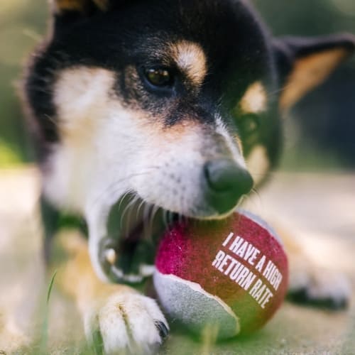 Frisbee pour chien mousse haute densité - Orange - Kiwi Walker – inooko