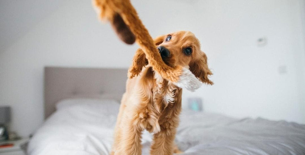 Inooko Jouets pour chien et chiot : peluches, doudou, Kong, balle - inooko