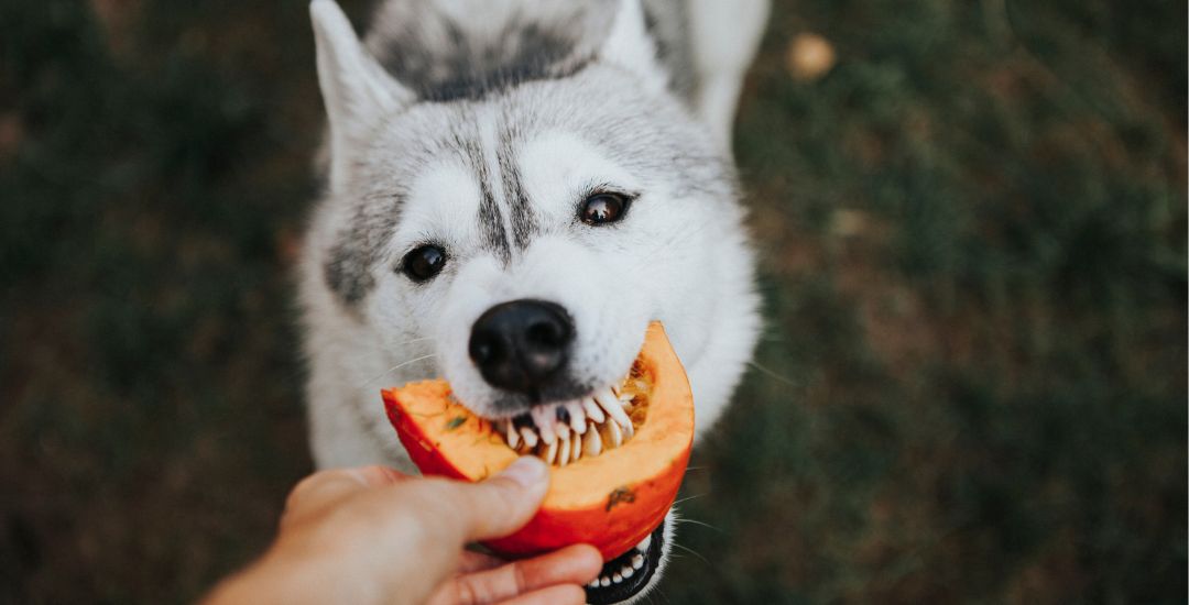 Boutique halloween pour chien et chat inooko