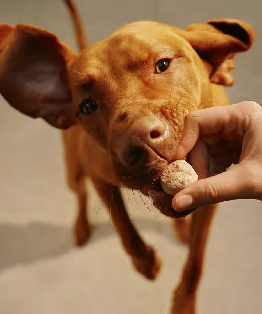 Carnilove-friandises-freeze-dried-pour-chien