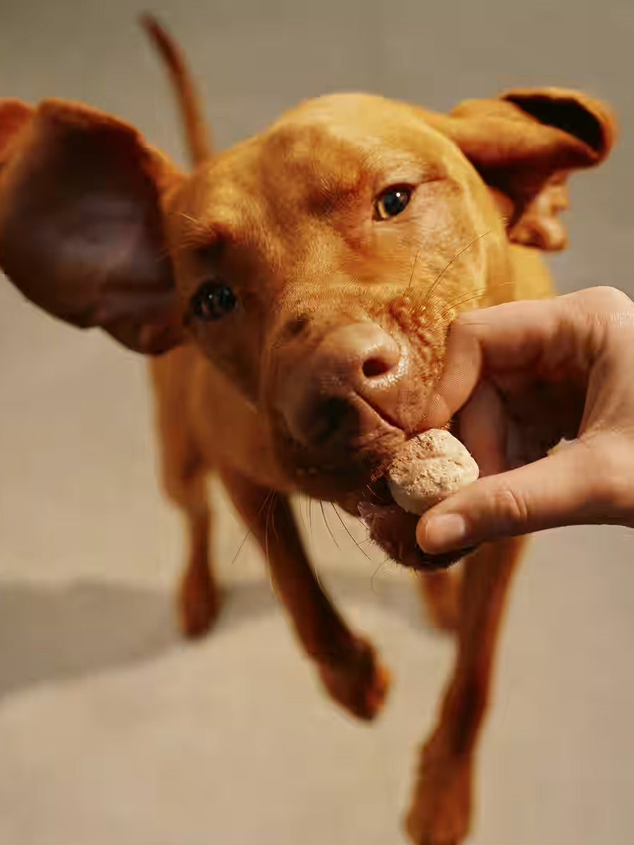 Carnilove-friandises-freeze-dried-pour-chien