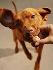 Carnilove-friandises-freeze-dried-pour-chien