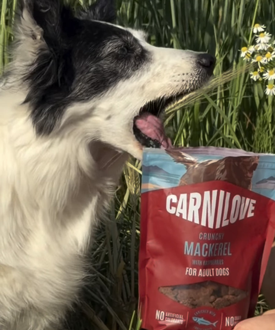 Carnilove-friandises-sans-cereales-pour-chien-crunchy-maquereau