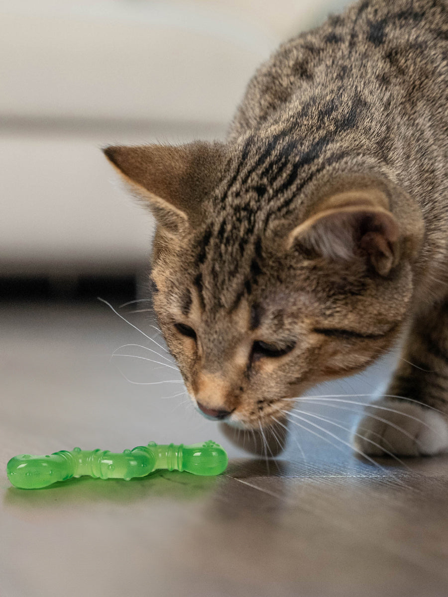 Catstages-orkakat_catnip-wiggle-worm
