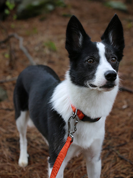 Charlie_s-Backyard-collier-pour-chien-TOWN-BASIC-orange