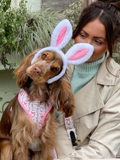 Cocopup-london-serre-tete-pour-chien-lapin-paques