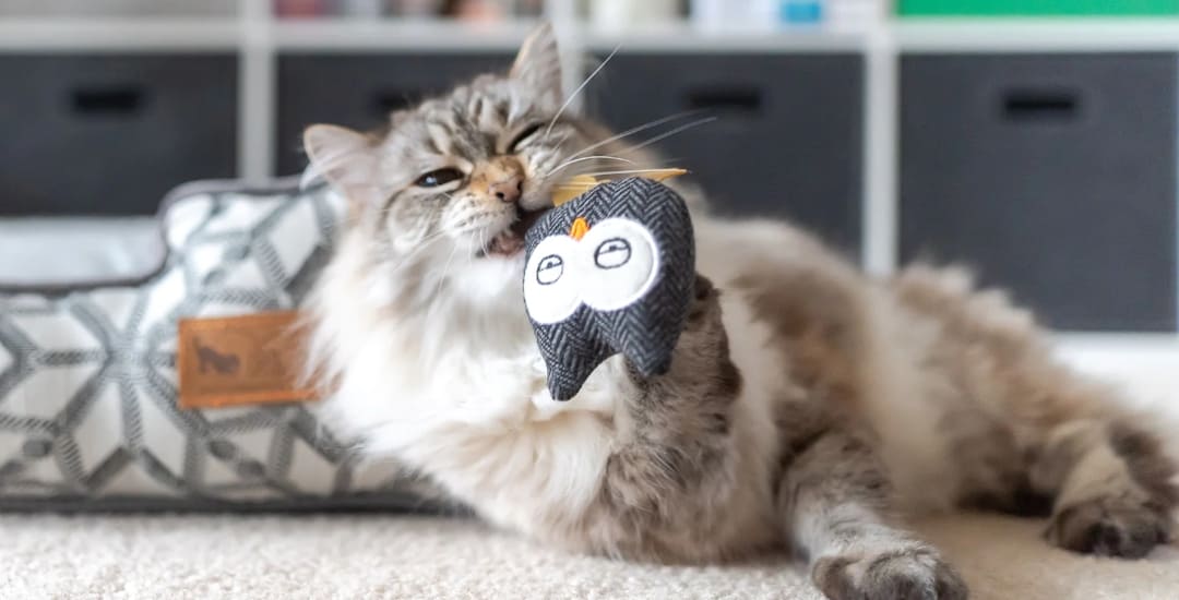 Inooko Nos meilleurs jouets pour chat et chaton – inooko
