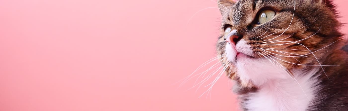 Collection-chat-inooko-boutique-banner-homepage-1400x450px