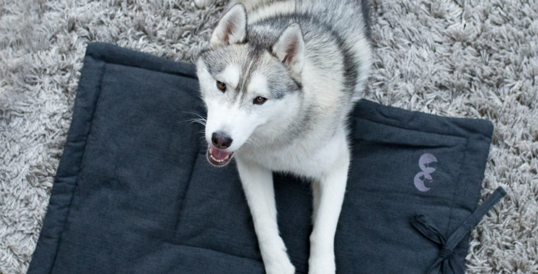 Inooko Nos guides pour rendre ton chien heureux et bien dans ses pattes – inooko