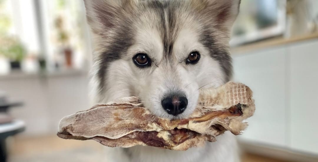 Collection-manger-inooko-friandises-accessoires-alimentation-naturelle-sans-céréales-chien-1080x550px (13)