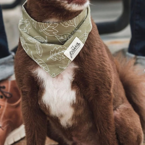 Collection-sortir-accessoires-solide-original-pour-balader-son-chien-bandana-the-paws-co-500x500px