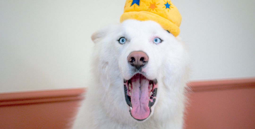 collection pour chien et chat pride fierté inooko