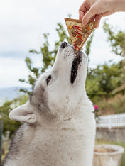 Cookas-Cookies-Friandises-naturelles-saines-chien-chiot-doggie-pizza
