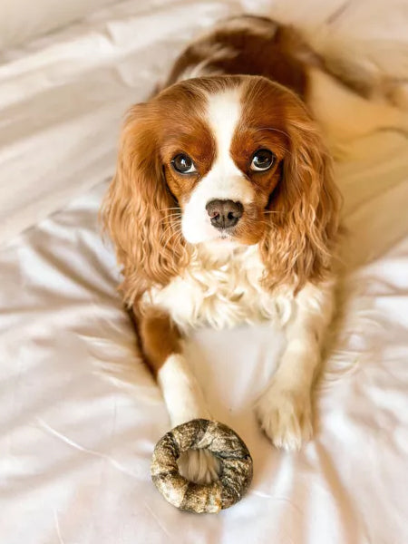 Cookas-Cookies-Friandises-naturelles-saines-chien-chiot-poisson-life-savers
