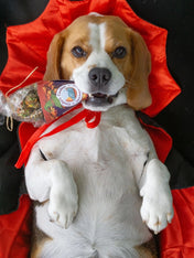 Cookas-Cookies-Friandises-naturelles-saines-chien-chiot-halloween-Kiss-the-Witch