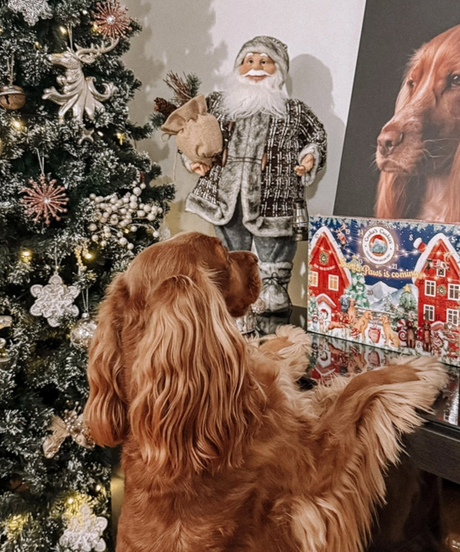 Cookas-Cookies-calendrier-avent-pour-chien-chiot-2025