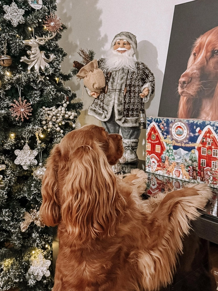 Cookas-Cookies-calendrier-avent-pour-chien-chiot-2025