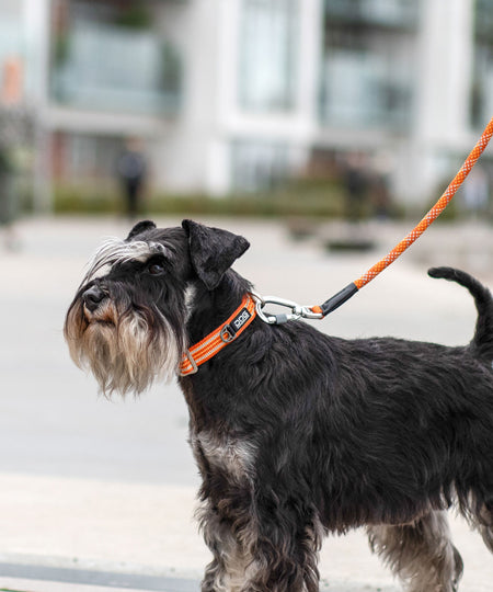 DOG-Copenhagen-collier-pour-chien-resistant-Urban-Style-Collar-orange