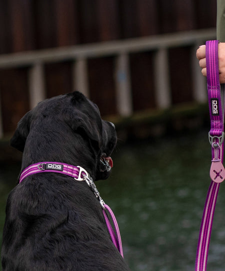 DOG-Copenhagen-collier-pour-chien-resistant-Urban-Style-Collar-violet