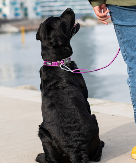 DOG-Copenhagen-collier-pour-chien-resistant-Urban-Style-Collar-violet