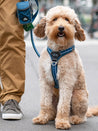 DOG-Copenhagen-harnais-pour-chien-resistant-comfort-walk-air-3.0-bleu