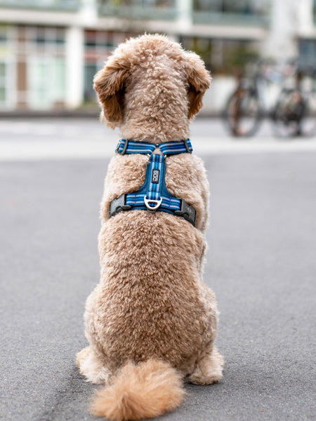 DOG-Copenhagen-harnais-pour-chien-resistant-comfort-walk-air-3.0-bleu