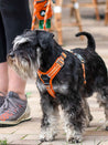 DOG-Copenhagen-harnais-pour-chien-resistant-comfort-walk-air-3.0-orange