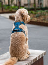 DOG-Copenhagen-harnais-pour-chien-resistant-comfort-walk-pro-3.0-bleu