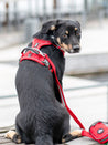 DOG-Copenhagen-harnais-pour-chien-resistant-comfort-walk-pro-3.0-rouge