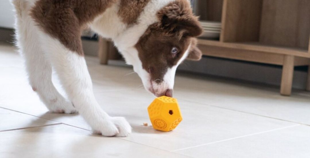 Distributeur de friandises pour chien inooko laika de yakoutie