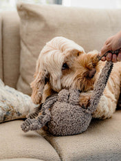 District70-peluche-fouille-pour-chien-SQUID