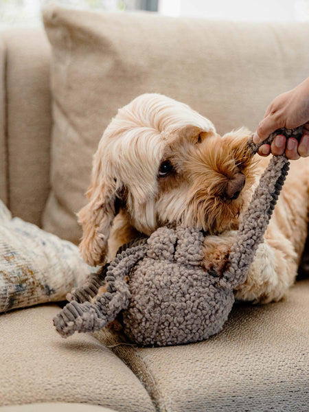 District70-peluche-fouille-pour-chien-SQUID