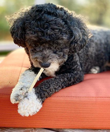        Earth-animal-friandises-naturelles-de-mastication-pour-petit-chien-no-hide-stix-poulet