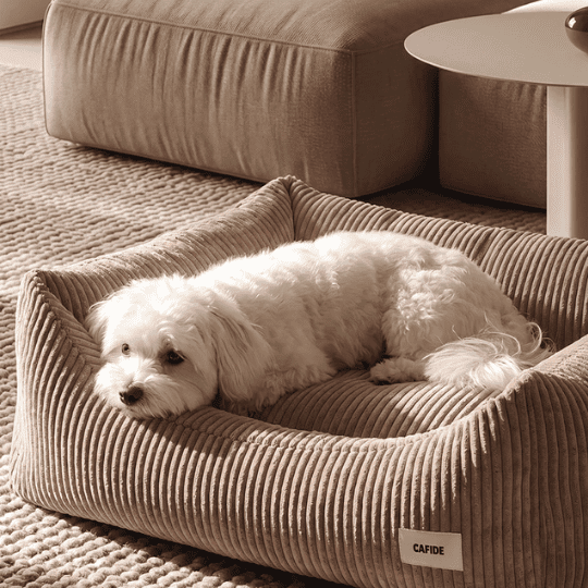 Sélection de produit pour chien et chat - saison automne inooko