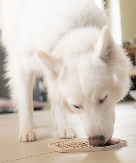 Fred-Felia-smoothie-naturelles-toppers-chien-chiot-Vegan-spiruline