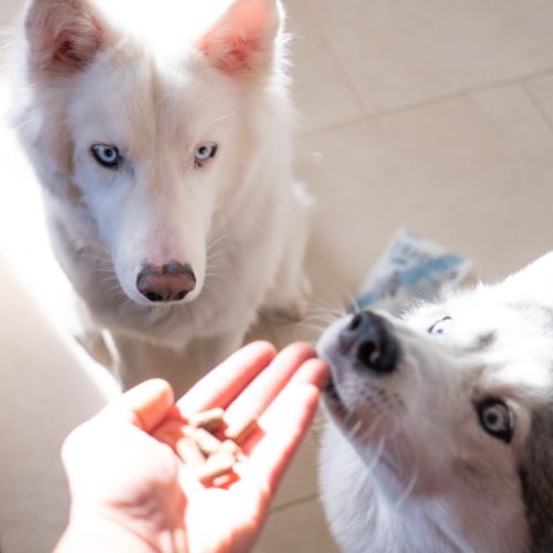 Friandise de récompense pour chien - éducation  - collection list
