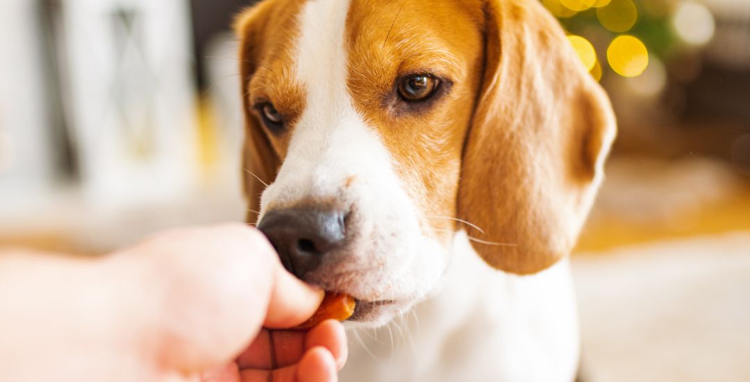 Friandise_pour_chien_naturelles_inooko.jpg