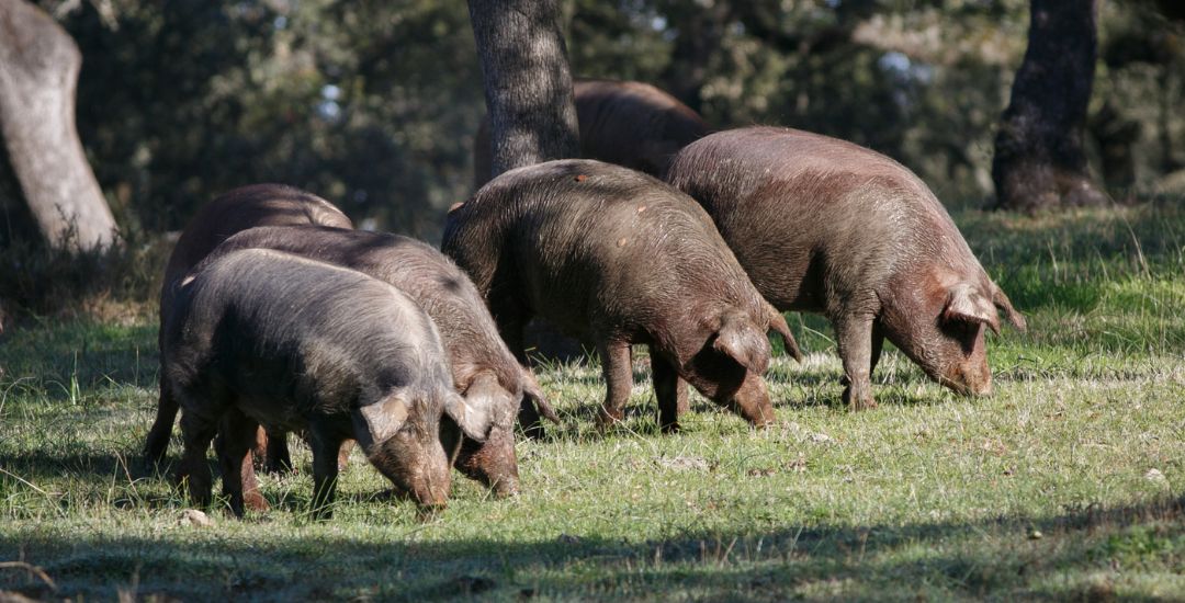 Friandises au porc pour chien inooko