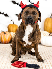 Fringe-petshop-deguisement-halloween-diable-pour-chien