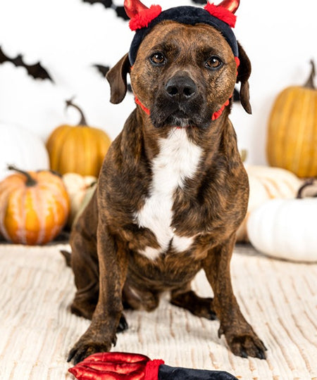Fringe-petshop-deguisement-halloween-diable-pour-chien