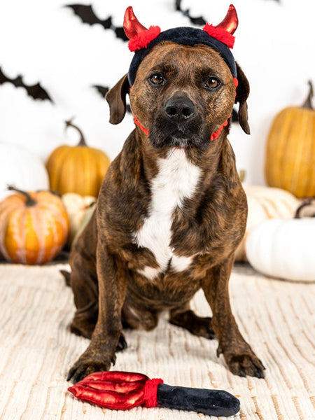 Fringe-petshop-deguisement-halloween-diable-pour-chien