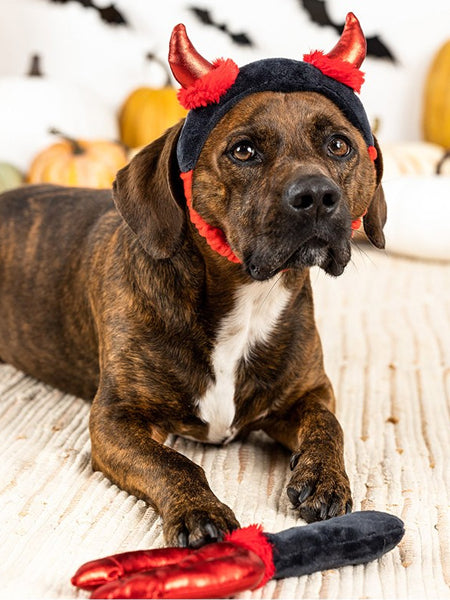 Fringe-petshop-deguisement-halloween-diable-pour-chien
