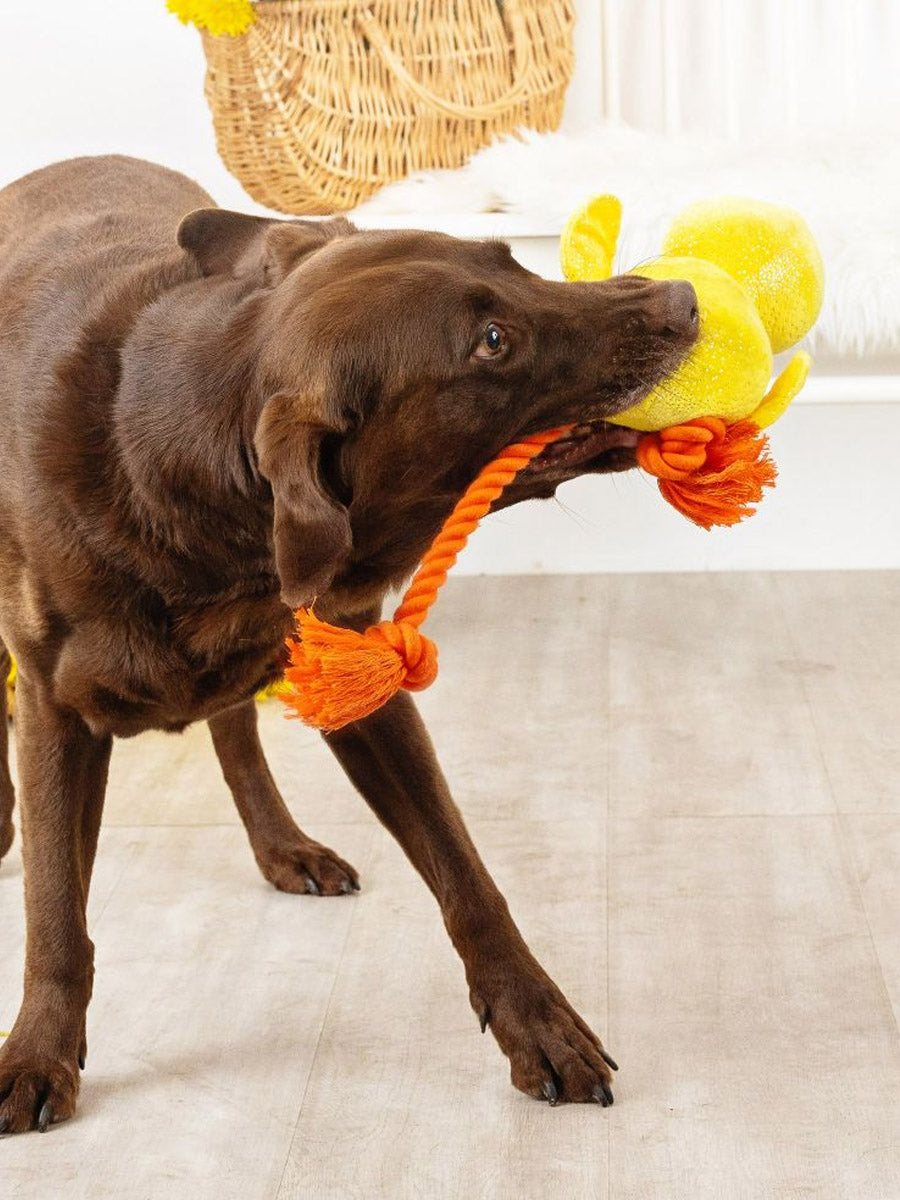 Fringe-petshop-peluche-corde-design-chien-poussin